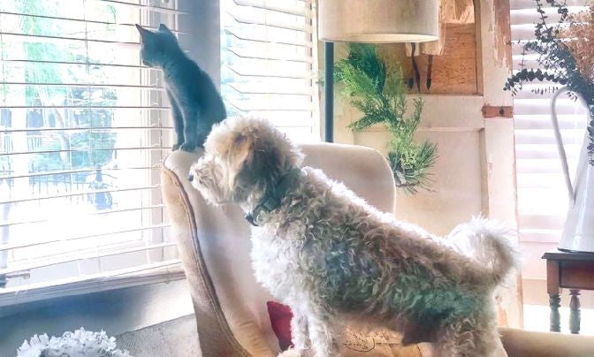 The Dog Days (and cats) of Summer