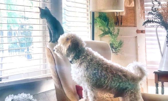 The Dog Days (and cats) of Summer - Sweet Harvest Farms