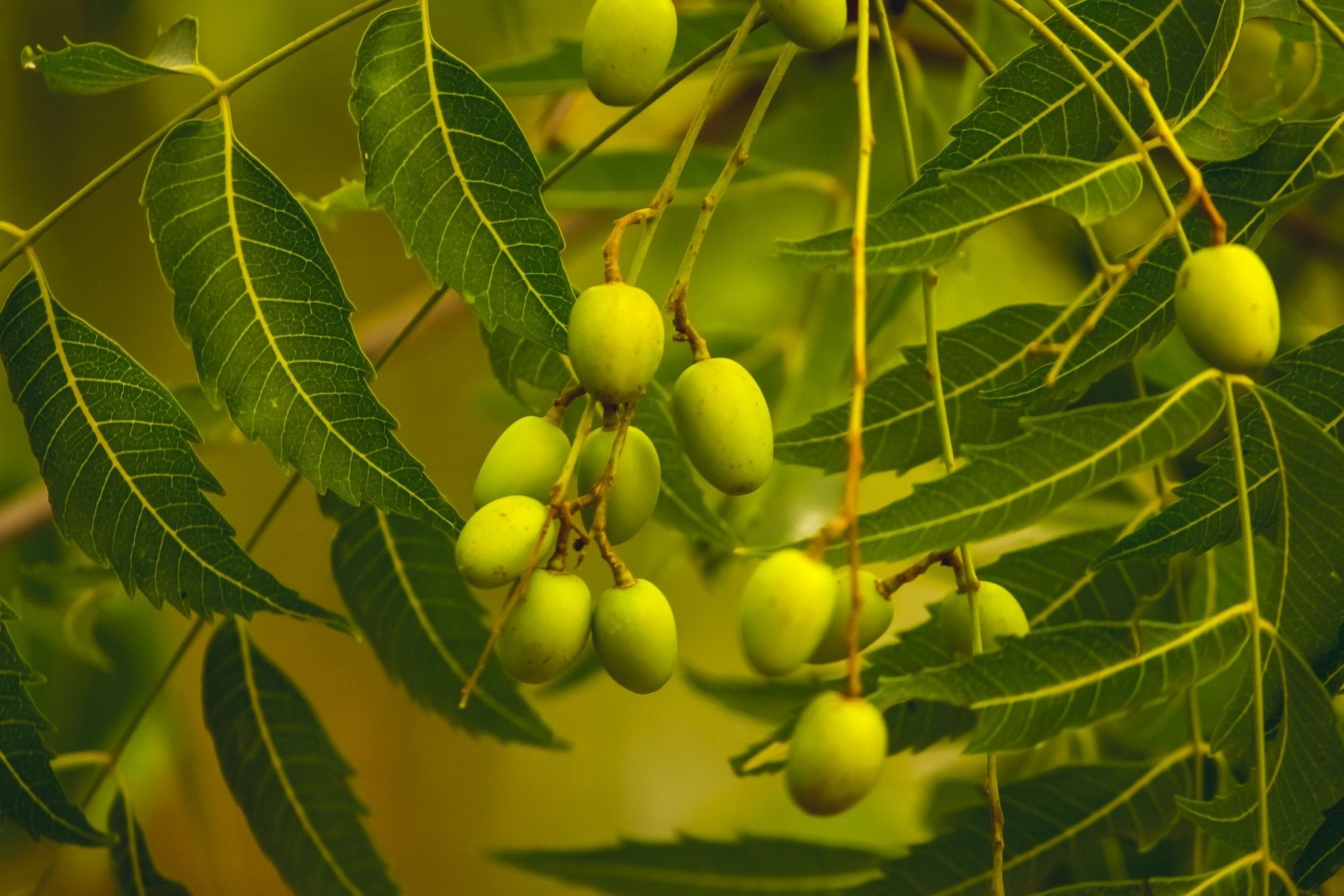 Neem Oil Organic Handme Soap - The Original Neem Bar! - Sweet Harvest FarmsOrganic Handmade SoapSweet Harvest Farms